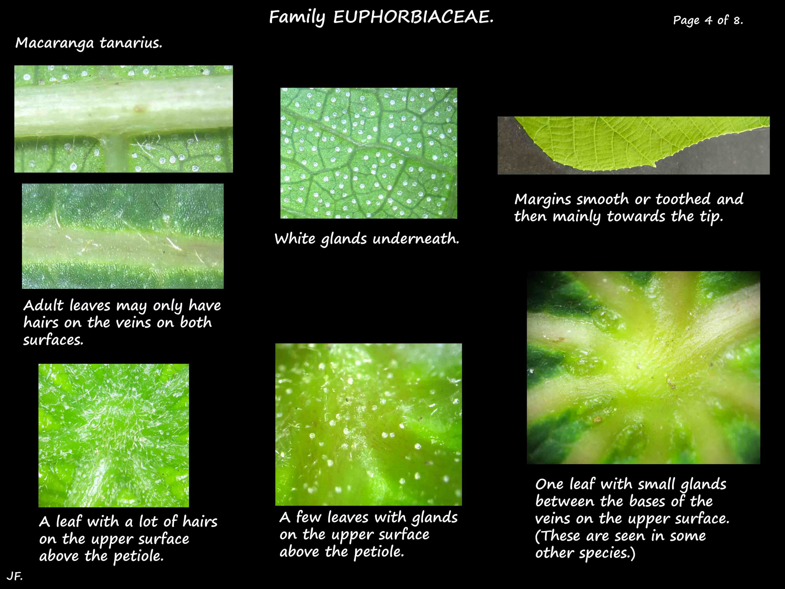 4 Macaranga leaf glands